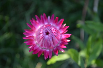 One vivid pink Xerochrysum bracteatum flower, known as golden everlasting or straw flower and blurred green leaves in a garden in a sunny spring day, beautiful outdoor floral background photographed