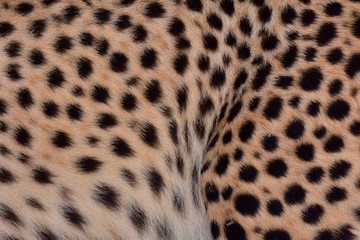 Feathers and black polka dots on Cheetah