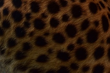 Feathers and black polka dots on Cheetah