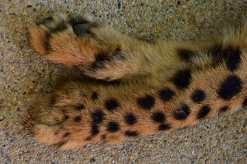 The pattern on the front legs of Cheetah