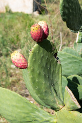 Ripe red prickly pears