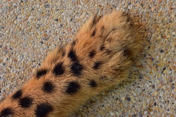 The pattern on the front legs of Cheetah