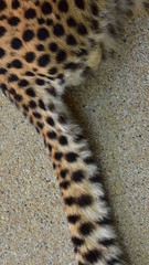 Stripes on the cheetah's tail