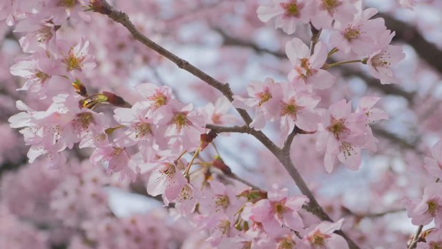 桜 スロー 4K 