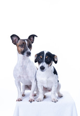 Two brown, black and white Jack Russell Terrier posing in a studio, in full length isolated on a white background, copy space