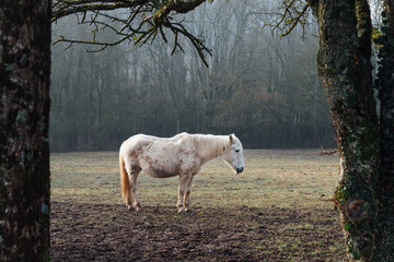 un cheval dans un pr&eacute; en hiver