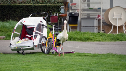 White stork looks at the offspring