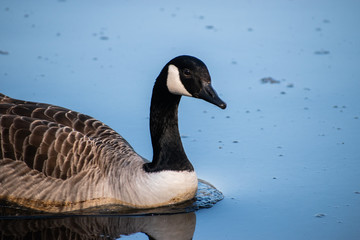 goose in water