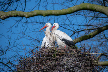 stork couple in the nest