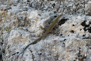 Lizard on the rock