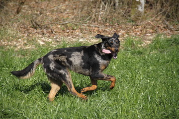 Sheepdogs playing and running in the forest