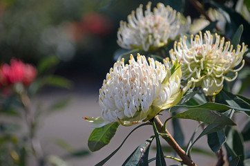 Australian native white Waratah, Telopea speciosissima, family Proteaceae. Shady Lady variety....