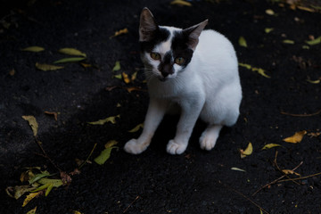 Beautiful Indian pet white cat sitting on a drenched street. Indian animals.
