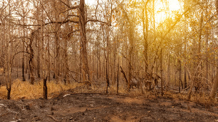 The trees that were burned from the forest turned into black ash towards the forest.