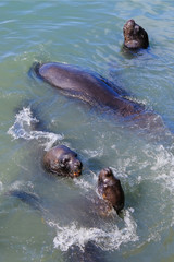 Sea lions entertaining tourists by playing and posing for photos at the fishing dock and harbor, Punta Del Este, Uruguay