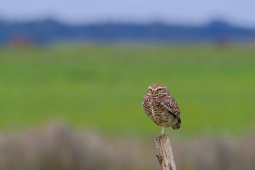 Beautiful Burrowing Owl with yellow eyes, Athene Cunicularia, standing on a pole, Uruguay, South America