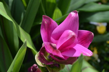 Delicate pink flower of Turmeric or Curcuma longa plant, in a British cottage style garden in a summer day, beautiful outdoor floral background photographed with soft focus