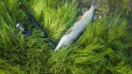 Big freshwater pike fish and fishing rod with reel.