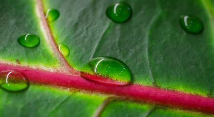 Abstract green background. Macro Croton plant leaf with water drops. Natural backdrop © OLAYOLA