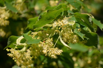 Small linden leaves and delicate yellow flowers on tree branches in a garden in a sunny spring day, beautiful outdoor floral background photographed with soft focus