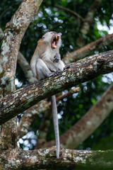 Long-tailed Macaque - Macaca fascicularis, common monkey from Southeast Asia forests, woodlands and gardens, Mutiara Taman Negara, Malaysia.