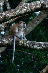 Long-tailed Macaque - Macaca fascicularis, common monkey from Southeast Asia forests, woodlands and gardens, Mutiara Taman Negara, Malaysia.
