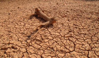 Dry cracked earth background in arid season. Many Province of North East in Thailand the ground dry. Brown cracked soil in the summer When water in Mekong, canal, brook, reservoir, dry up. Dryness.