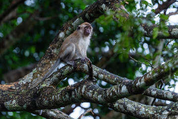 Long-tailed Macaque - Macaca fascicularis, common monkey from Southeast Asia forests, woodlands and gardens, Mutiara Taman Negara, Malaysia.