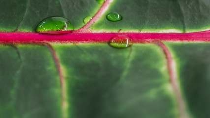 Abstract green background. Macro Croton plant leaf with water drops. Natural backdrop © OLAYOLA