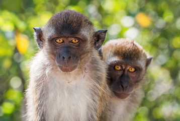 Long-tailed Macaque - Macaca fascicularis, common monkey from Southeast Asia forests, woodlands and gardens, Mutiara Taman Negara, Malaysia.