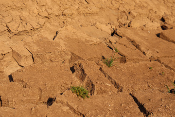 Dry cracked earth background in arid season. Many Province of North East in Thailand the ground dry. Brown cracked soil in the summer When water in Mekong, canal, brook, reservoir, dry up. Dryness.