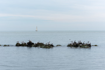 Seagulls on the rock