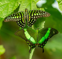 two tropical butterflies Emerald Swallowtail (Papilio palinurus) and Tailed Jay (Graphium agamemnon) sitting next to each other on leaf