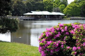 Fototapeta na wymiar 日本庭園の池のほとりで咲くピンク色のツツジの風景（日本の東京　浜離宮恩賜庭園）