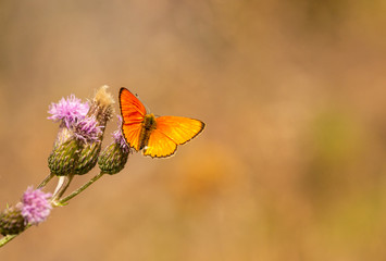 small orange butterfly scarce copper (Lycaena virgaureae) with brown wing edges sitting on thistle blossoms