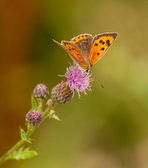 brown orange butterfly common copper (Lycaena phlaeas) sitting on thistle blossom