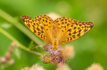 orange brown butterfly silver-washed fritillary (Argynnis paphia) sitting on thistle blossoms front