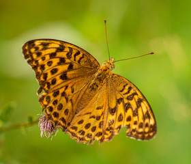 orange brown butterfly silver-washed fritillary (Argynnis paphia) sitting on thistle blossoms