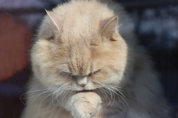 Fototapeta premium Portrait of a washing cat of Scottish breed