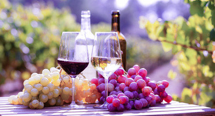 glasses of red and white wine and ripe grapes on table in vineyard