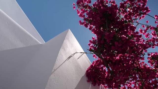 greece island folegandros flowers white tradition white hotel
