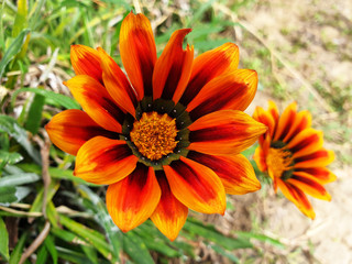 Orange flowerS Gazania rigens on the background of green grass and sand.