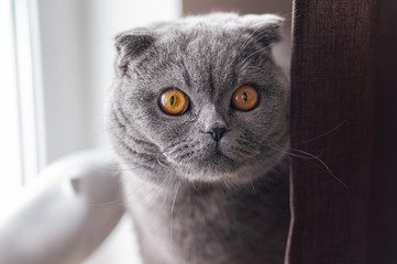 A British grey cat sits by the window and looks at the camera