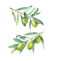 Set of fresh green olive branch with berries and leaves isolated on white background. Hand drawn watercolor illustration.