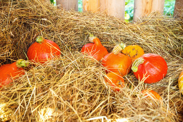 a lot of hokaido pumpkins on the autumn uskladnena na straw.