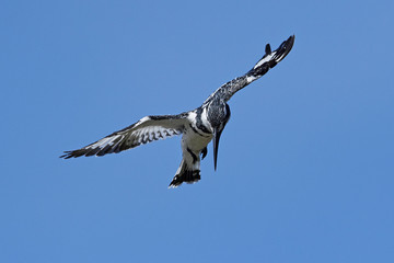 Pied kingfisher (Ceryle rudis)