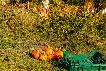 Organic permaculture garden. Harvest Hokaido.
