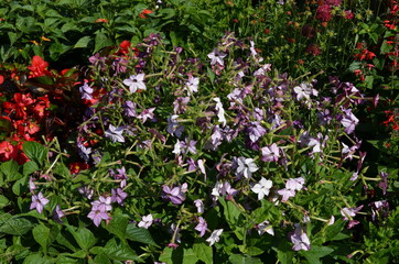 Many delicate light purple flowers of Nicotiana alata plant, commonly known as jasmine tobacco, sweet tobacco, winged tobacco, tanbaku or Persian tobacco, in a garden in a sunny summer day