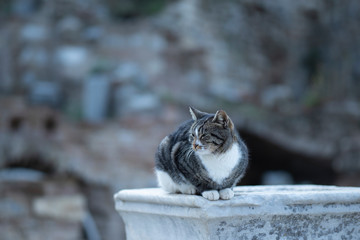A cute tabby is sit on rock wall and looking for something.