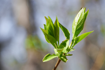spring buds on trees, blooming and young leaves, bright spring landscape, beautiful background